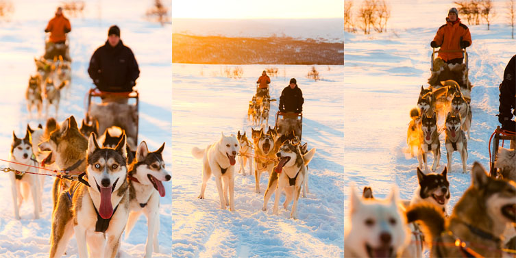 Hundslädar paring; fjället.